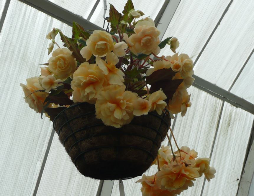 B. ‘Champagne’
